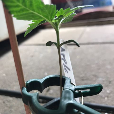 Royal Apple Fritter #2 growlog timeline photo