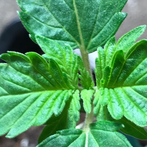 Royal Apple Fritter #2 growlog timeline photo
