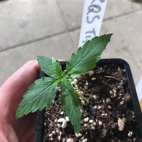 Titan F1 #1 growlog timeline photo