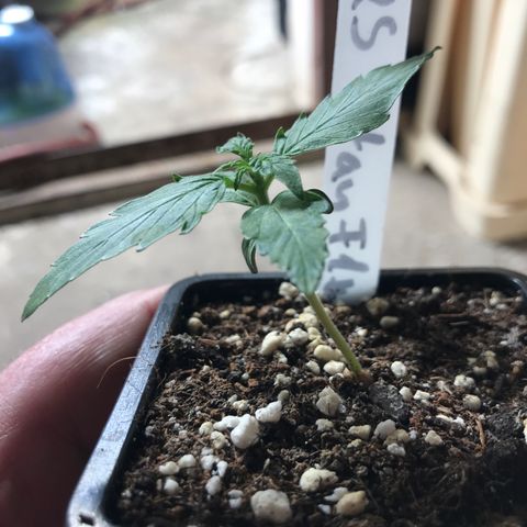 Titan F1 #1 growlog timeline photo