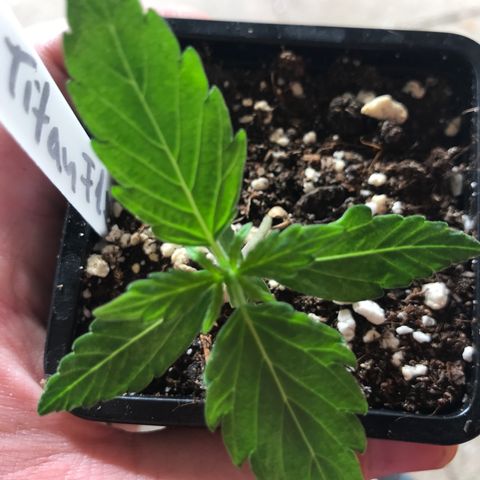 Titan F1 #1 growlog timeline photo