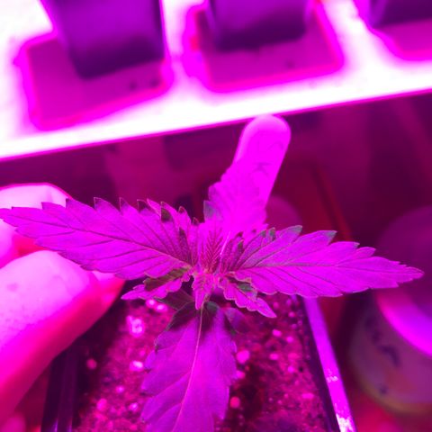 Royal Skywalker  #1 growlog timeline photo