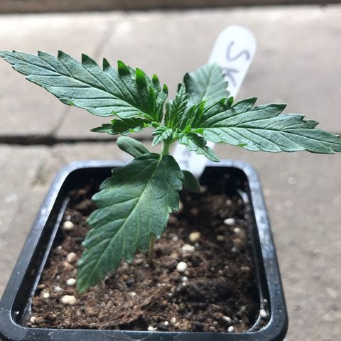 Royal Skywalker  #1 growlog timeline photo