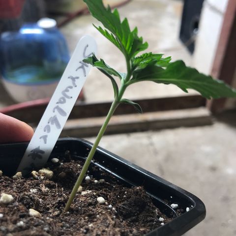 Royal Skywalker  #1 growlog timeline photo