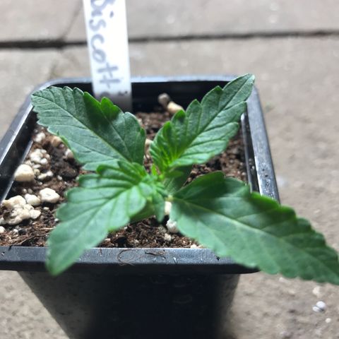 Royal Biscotti  #2 growlog timeline photo