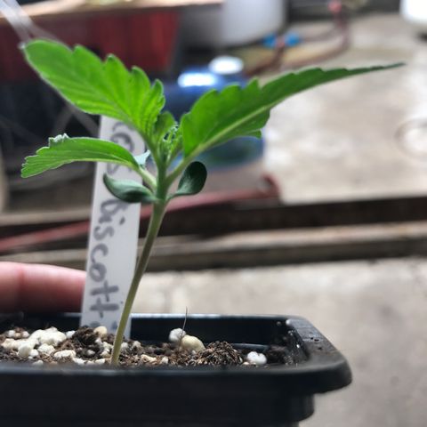 Royal Biscotti  #2 growlog timeline photo