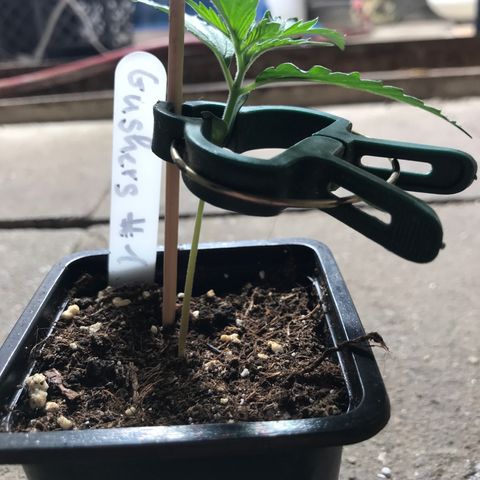Royal Gushers #1 growlog timeline photo