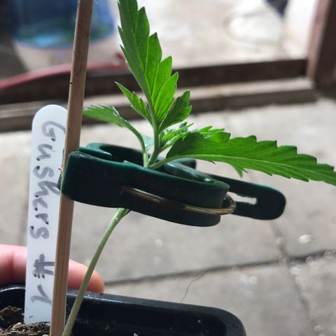 Royal Gushers #1 growlog timeline photo