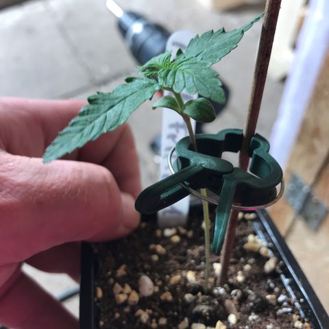 Royal Apple Fritter #1 growlog timeline photo