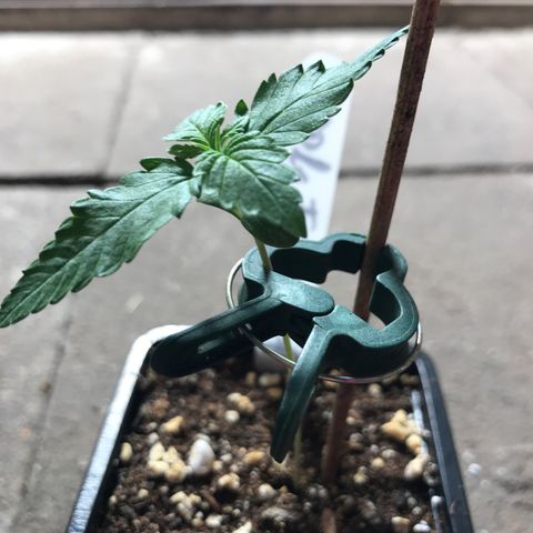 Royal Apple Fritter #1 growlog timeline photo
