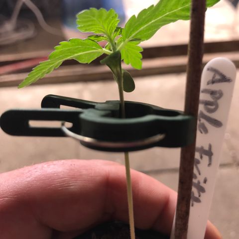 Royal Apple Fritter #1 growlog timeline photo