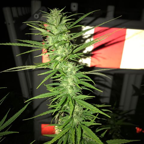 Monster Bud kush  growlog timeline photo