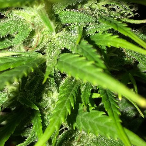 Monster Bud kush  growlog timeline photo