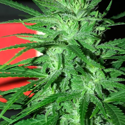 Monster Bud kush  growlog timeline photo