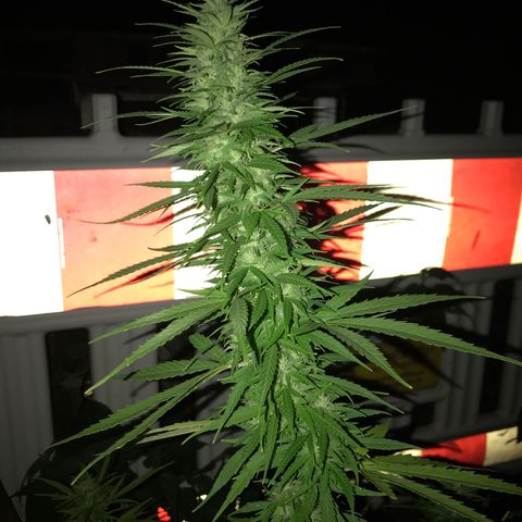 Monster Bud kush  growlog timeline photo