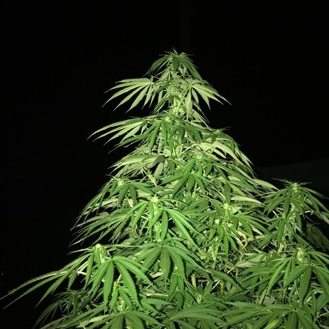 Hollands Hope  #1 growlog timeline photo