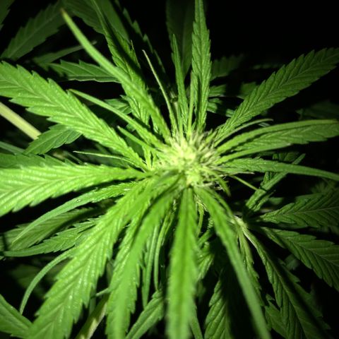 Hollands Hope  #1 growlog timeline photo