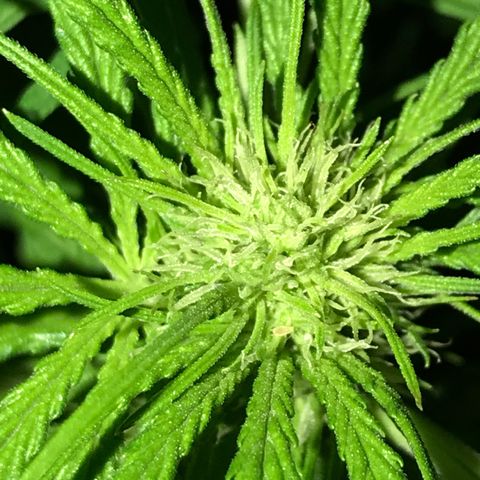 Hollands Hope  #1 growlog timeline photo