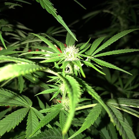 Hollands Hope  #2 growlog timeline photo
