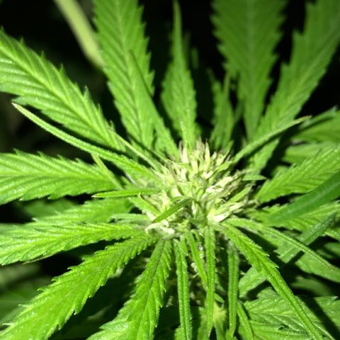 Hollands Hope  #2 growlog timeline photo