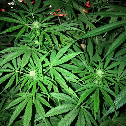 Hollands Hope  #2 growlog timeline photo