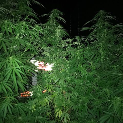 Hollands Hope  #2 growlog timeline photo