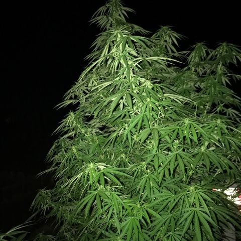 Hollands Hope  #1 growlog timeline photo