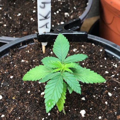 Sweet Lemon Ak #2 growlog timeline photo