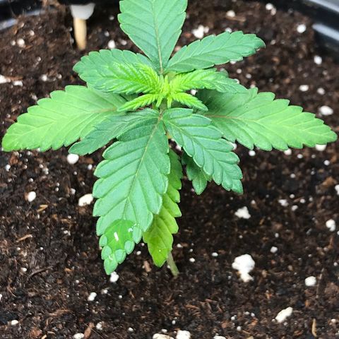 Sweet Lemon Ak #2 growlog timeline photo