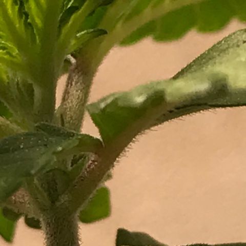 Sweet Lemon Ak #2 growlog timeline photo