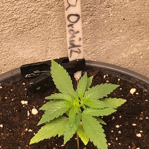 Black Orchid  #2 growlog timeline photo