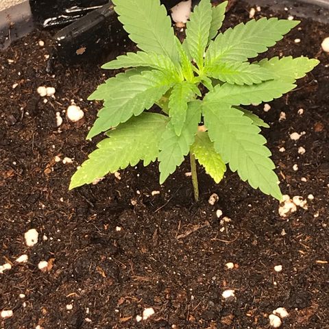 Black Orchid  #2 growlog timeline photo