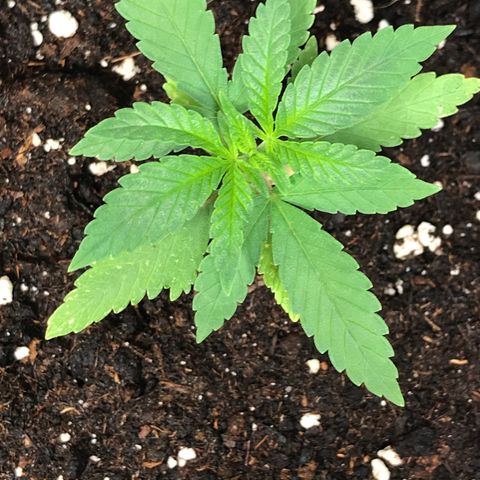 Black Orchid  #2 growlog timeline photo