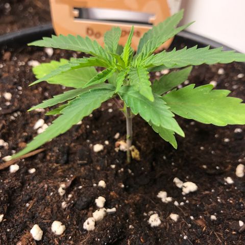 Do- Si- Dos #1 growlog timeline photo