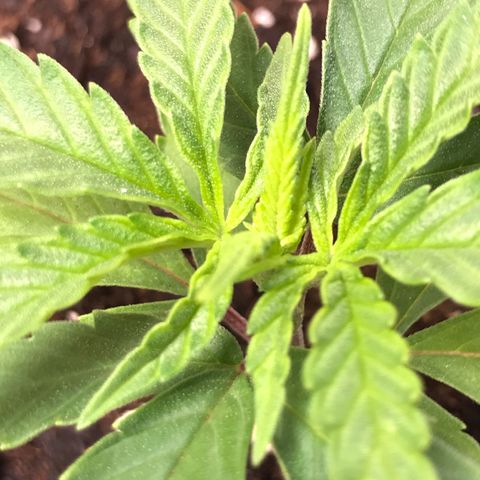Do- Si- Dos #1 growlog timeline photo