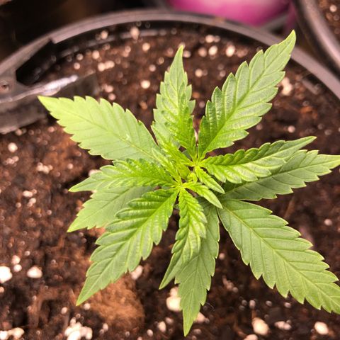 Do- Si- Dos #2 growlog timeline photo