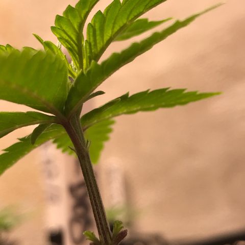 Do- Si- Dos #2 growlog timeline photo