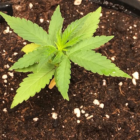 Black Orchid  #3 growlog timeline photo