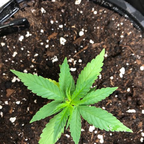 Black Orchid  #3 growlog timeline photo