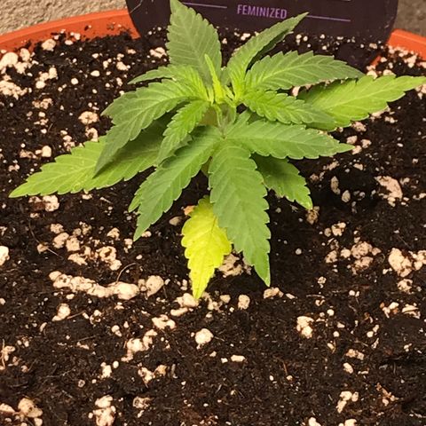 Black Orchid  #1 growlog timeline photo