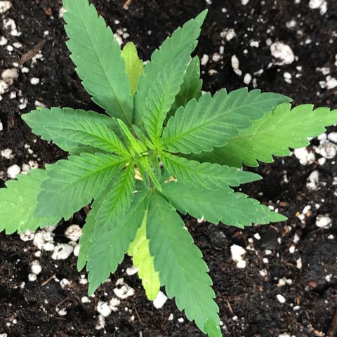 Black Orchid  #1 growlog timeline photo
