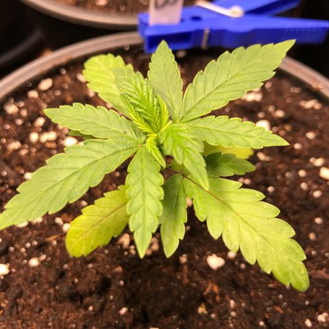 Do- Si- Dos #3 growlog timeline photo