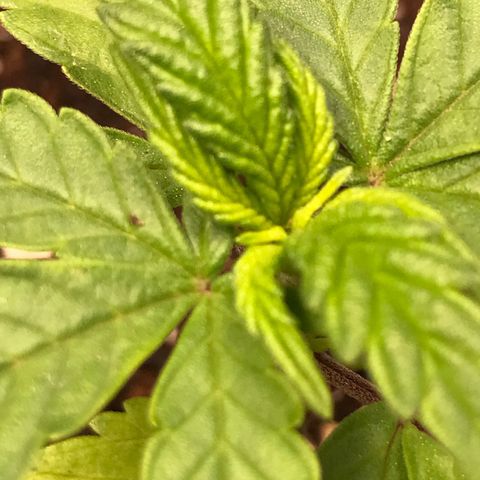 Do- Si- Dos #3 growlog timeline photo