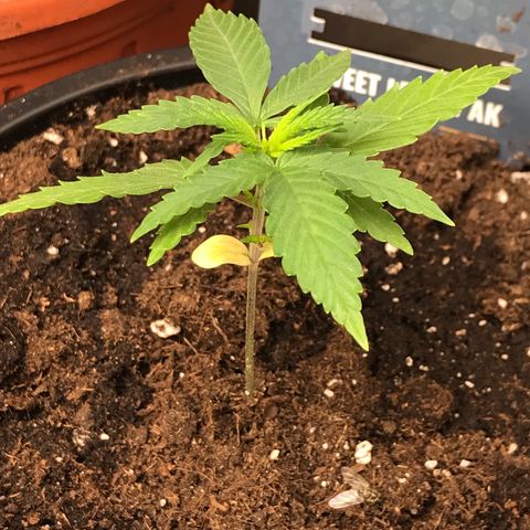 Sweet Lemon Ak #1 growlog timeline photo
