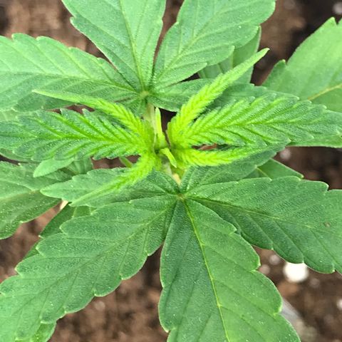 Sweet Lemon Ak #1 growlog timeline photo