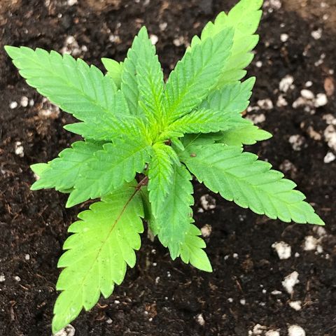 Sweet Lemon Ak #3 growlog timeline photo