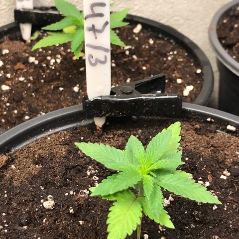 Sweet Lemon Ak #3 growlog timeline photo
