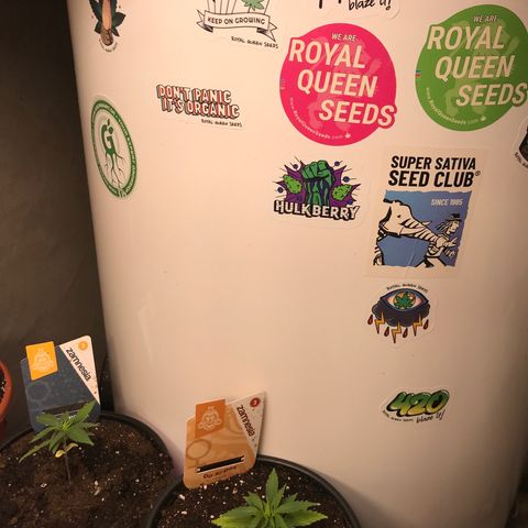 Do- Si- Dos #3 growlog timeline photo