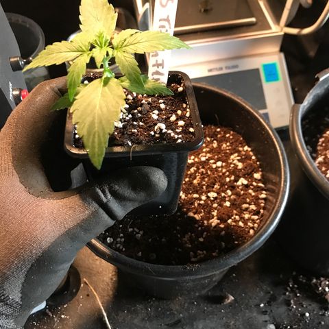 Titan F1 #1 growlog timeline photo