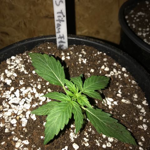 Titan F1 #1 growlog timeline photo